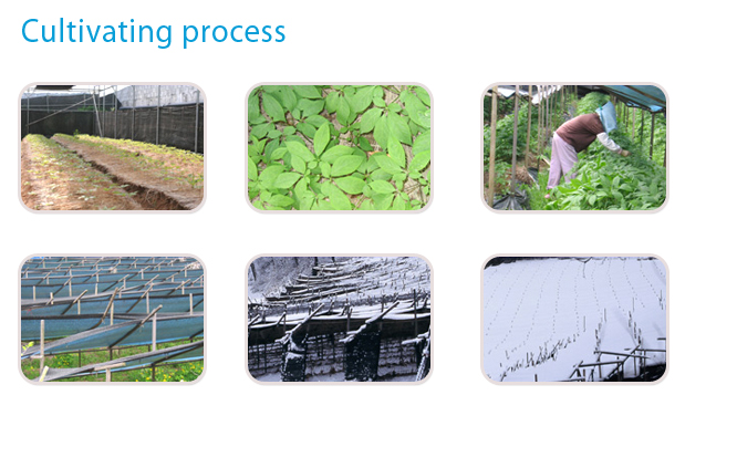 Cultivating process